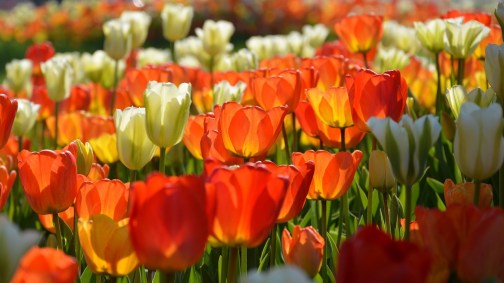 tulips-3251581_1280.jpg