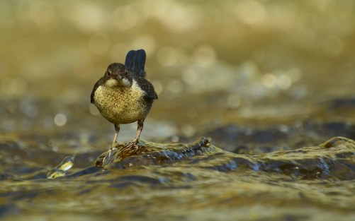 dippers-3475233_1280.jpg