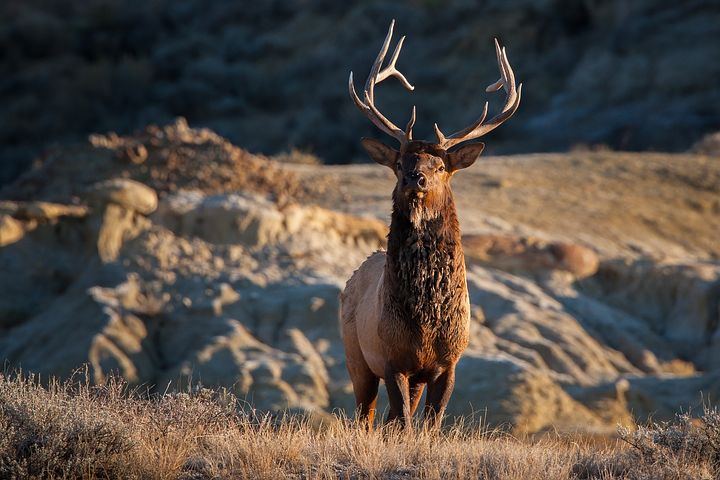 elk-1987417__480.jpg